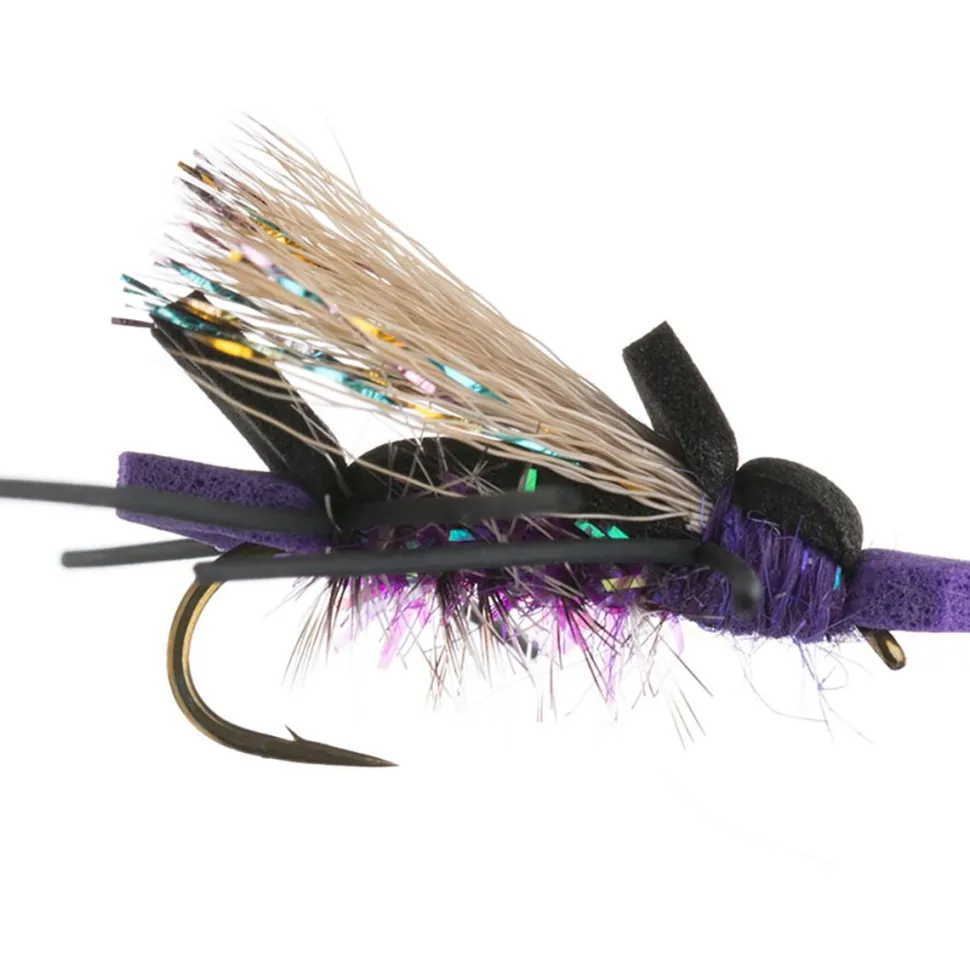 Amy's Ant 12-Pack