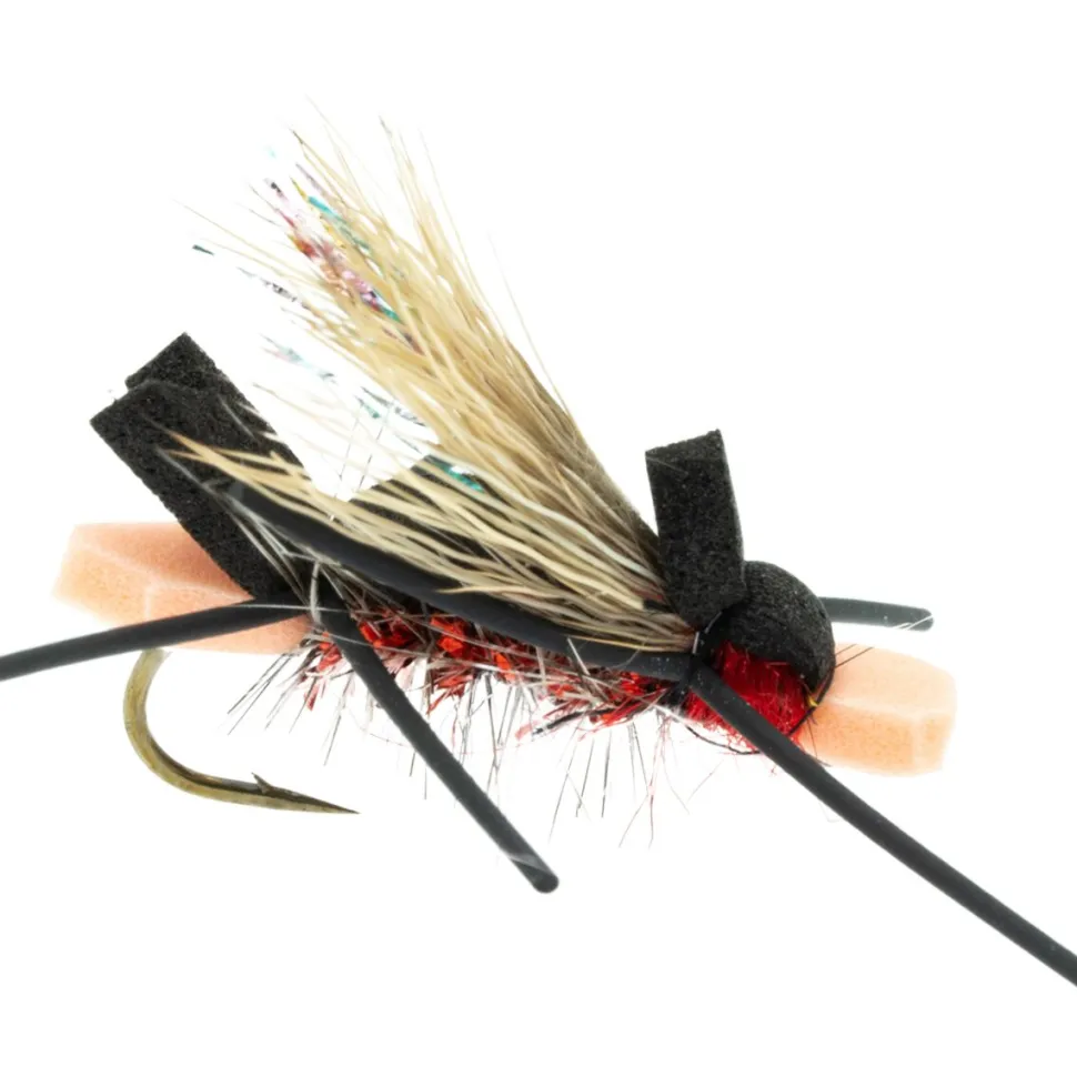 Amy's Ant 12-Pack